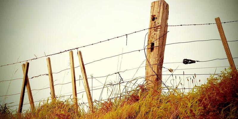 宠物泪腺分泌过多常见问题与应对方法